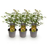 Green boutiQ - Tuinplant - Acer palmatum Little Princess - Groen - 3 Planten - Bladverliezend - Weinig Onderhoud - Pot 12cm Hoogte 35cm