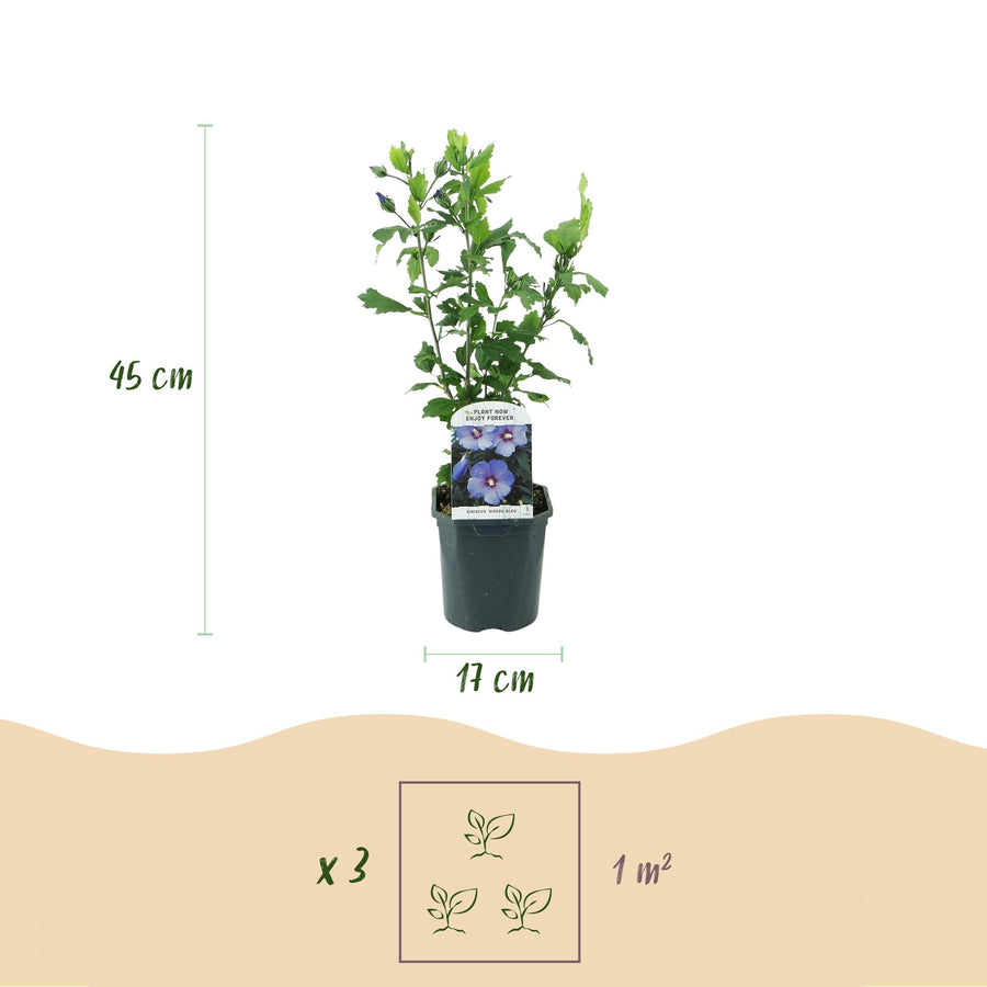 Hibiscus syriacus Oiseau Blue – 45 cm hoog (foto 3)