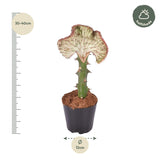 Euphorbia lactea Cristata rood - 35 cm - ø12