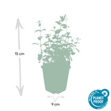 6x Nepeta 'Six Hills Giant' - ↕10-25cm - Ø9cm