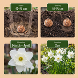 60x Narcissus Mount Hood - Trompetnarcis - Wit - Voorjaarsbloeier - Bolmaat 10/12