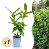 Green boutiQ - 8x Prunus laur. Novita - Laurierkers - Haagplanten - Groenblijvend - Groen - Pot 9cm - Hoogte 25-35cm