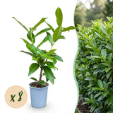 Green boutiQ - 8x Prunus laur. Novita - Laurierkers - Haagplanten - Groenblijvend - Groen - Pot 9cm - Hoogte 25-35cm