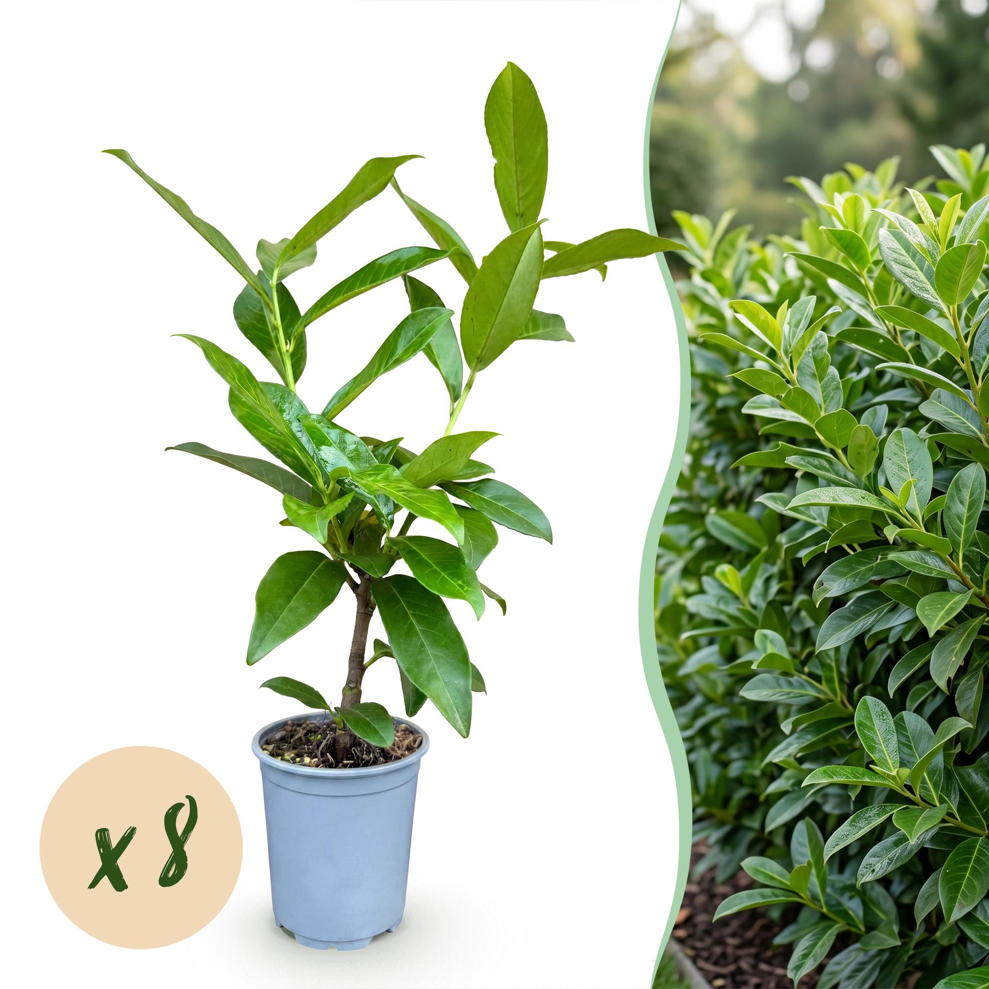 Green boutiQ - 8x Prunus laur. Novita - Laurierkers - Haagplanten - Groenblijvend - Groen - Pot 9cm - Hoogte 25-35cm