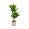 Dracaena Deremensis Green JewelØ19cm - ↕70 - 90cm