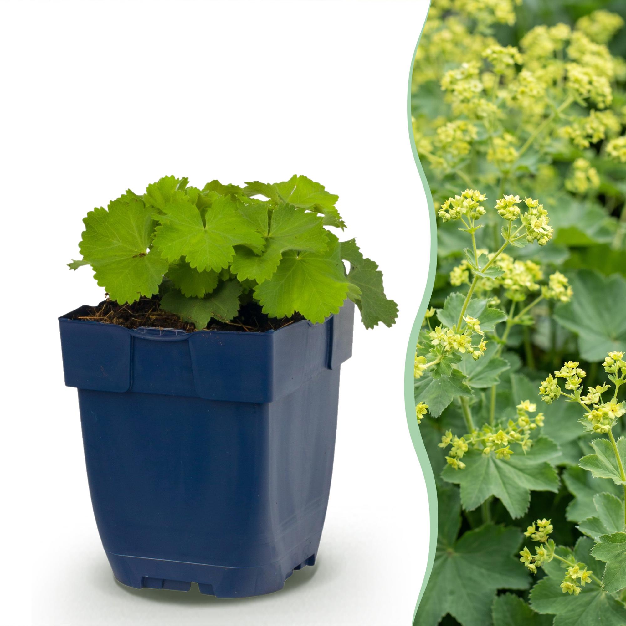 Green boutiQ - Vasteplant - Alchemilla mollis - Vrouwenmantel - Bodembedekkend - Geel - 6 Planten - Pot 11cm - Hoogte 15-25cm