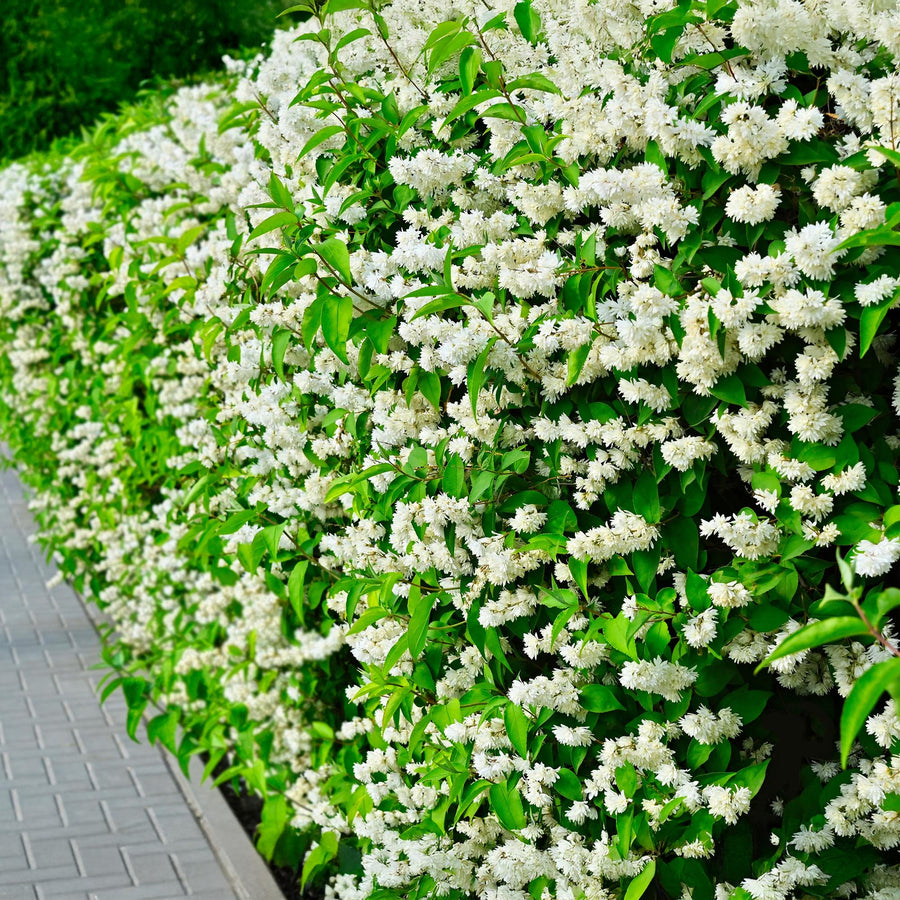 Philadelphus Snowbelle – 45 cm hoog (foto 5)