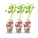 Green boutiQ - Fruitplanten - Framboos - Rubus idaeus Heritage - Winterhard - 3 Planten - Pot 9 cm - Rode Framboos