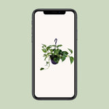 Epipremnum Aureum - Ø15cm - ↕30cm