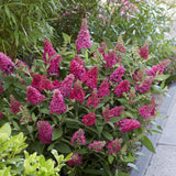 Green boutiQ - Tuinplant - Buddleja davidii Butterfly Candy Little Ruby - Vlinderstruik - Compact - Rood - 3 Planten - Pot 12cm - Hoogte 20-25cm