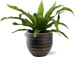 Asplenium Antiquum - Ø12cm - ↕25cm +Beau Pot D14x13cm - Zwart