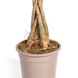 Pachira Aquatica Ø19cm - ↕70 - 90cm