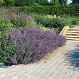 60x Nepeta 'Six Hills Giant' - ↕10-25cm - Ø9cm