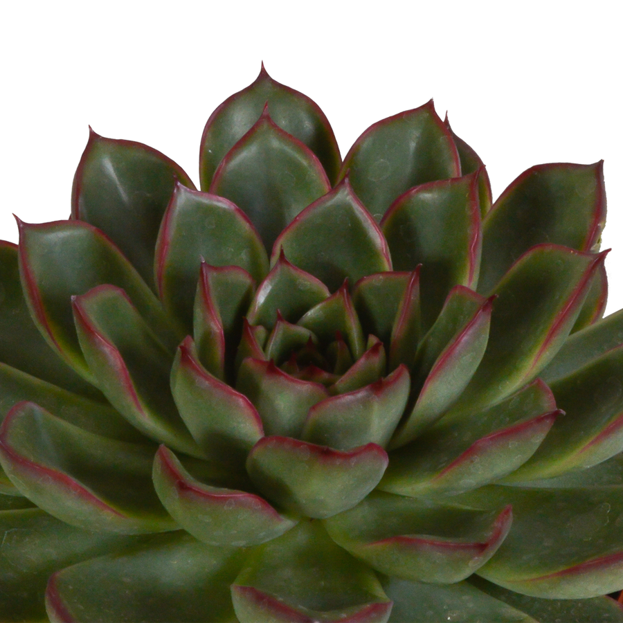 Echeveria mix – 5 cm hoog (foto 6)