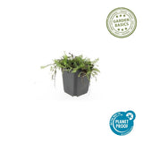 48x Leptinella squalida - ↕10-25cm - Ø9cm