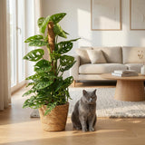 Green boutiQ - Kamerplant - Monkey Mask - Monstera Andansonii Mosstok - Groen - Weinig onderhoud - 1 Plant - met Mand - Pot 19cm - Hoogte 90cm