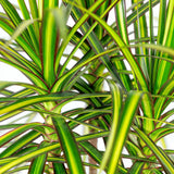 Green BoutiQ - Green is... Kamerplanten - Dracaena Sunray - Drakenbloedboom - Weinig onderhoud - Groen - 1 Plant - Pot 17cm - Hoogte 70-75cm