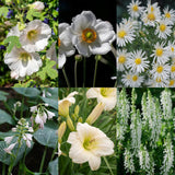 Green boutiQ - Vasteplant - Borderpakket - Wit - Diversen - Soorten en kleuren - 6 Planten - Pot 11cm - Hoogte 15-25cm