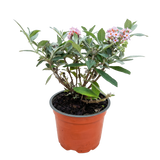 Green boutiQ - Tuinplant - Buddleja davidii Butterfly Candy Little Pink - Vlinderstruik - Compact - Roze - 1 Plant - Pot 12cm - Hoogte 20-25cm