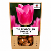 Tulpenbollen Dynasty — roze tulp, 20 stuks (maat 11/12)