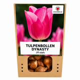 Tulpenbollen Dynasty — roze tulp, 20 stuks (maat 11/12)