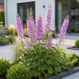 Green boutiQ - Vasteplant - Delphinium (P) Astolat - Ridderspoor - Bijen en Vlinderlokkers - Roze - 12 Planten - Pot 11cm - Hoogte 15-25cm