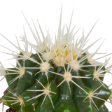Cactus en vetplanten mix 5.5 cm | 15 stuks - in witte pot