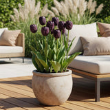 Green boutiQ - Bloembollen - Tulp Triumph Black - Kleur Donker Paars - 12 stuks - Bolmaat 11/12 - XXL Pack
