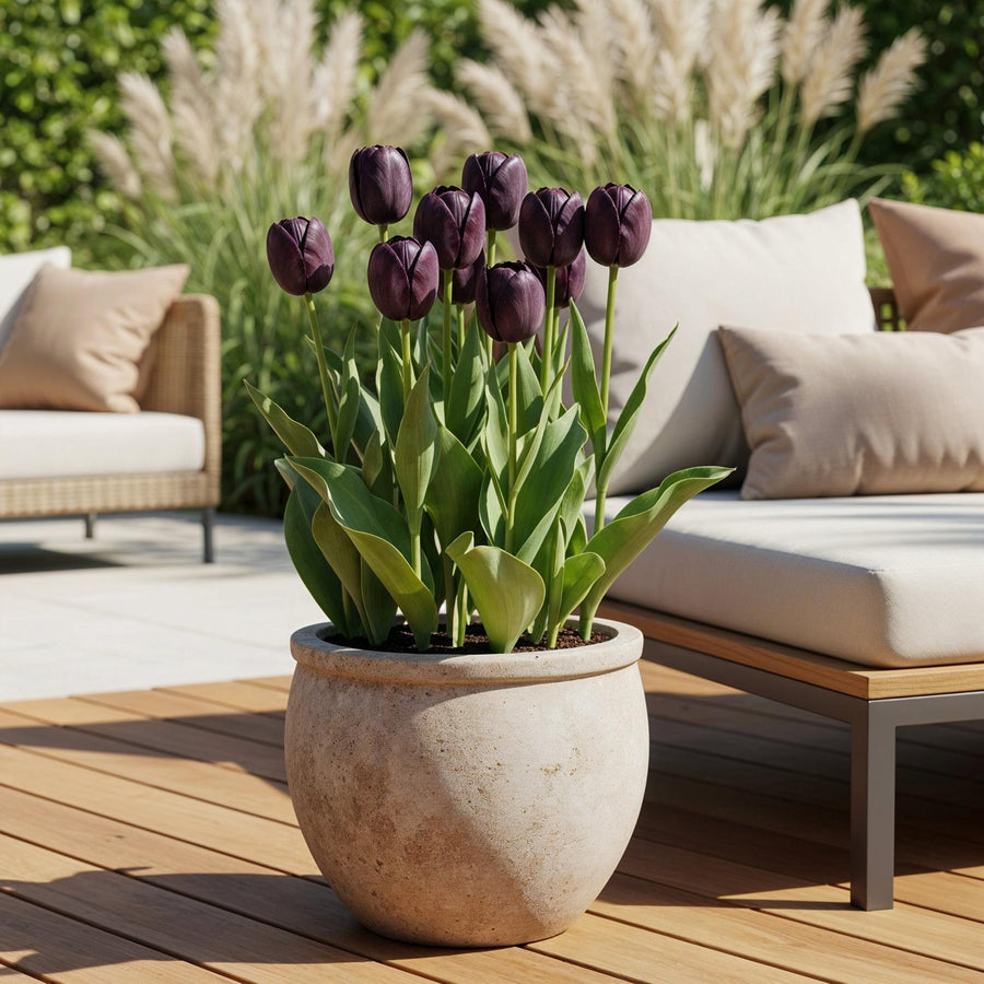 Tulpenbollen Triumph Black — donker paars, 12 stuks (bolmaat 11/12)