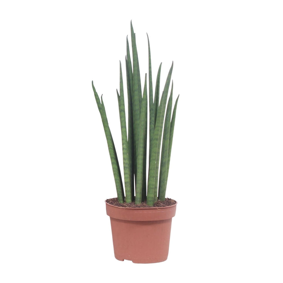 Sansevieria Mikado – Pot Ø12 cm · 40 cm hoog