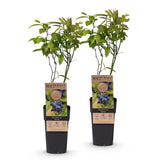 Green boutiQ - Fruitplant - Vaccinium corymbosum Patriot - Bosbes - Winterhard - Blauwe Bes - 2 Planten - Pot 15cm - Hoogte 50cm