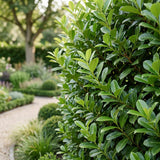 Green boutiQ - 16x Prunus laur. Rotundifolia - Laurierkers - Haagplanten - Groenblijvend - Groen - Pot 9cm - Hoogte 25-35cm
