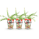 Green boutiQ - Fruitplanten - Blauwe Bes - Vaccinium macrophylla Early Black - Winterhard - 3 Planten - Pot 9 cm - Donker RodeBes