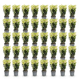 Green boutiQ - 40x Euonymus japonica Paloma Blanca - Kardinaalsmuts - Haagplanten - Groenblijvend - Groen - Wit - Pot 9cm - Hoogte 20-30cm