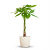Pachira Aquatica met Potter wit - 80cm - Ø21
