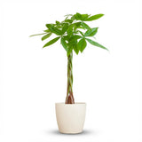 Pachira Aquatica met Potter wit - 80cm - Ø21
