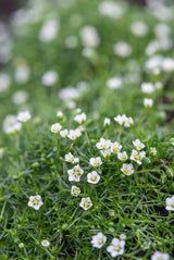 60x Sagina subulata - ↕10-25cm - Ø9cm