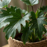 Green boutiQ - Kamerplant - Philodendron - Philodendron Xanadu - Groen - Weinig onderhoud - 1 Plant - met Mand - Pot 19cm - Hoogte 60cm