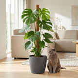 Green boutiQ - Kamerplant - Gatenplant - Monstera Deliciosa mosstok - Groen - Weinig onderhoud - 1 Plant - met Potter Grijs - Pot 19cm - Hoogte 90cm