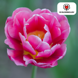 Tulpenbollen Columbus — roze-witte pioentulp, 20 stuks (maat 11/12)