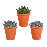 Echeveria mix 8.5 cm - 3x - in terracotta pot