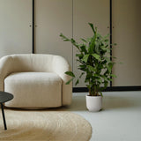 Caryota Mitis - 120 cm - Ø21cm