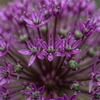 30x Allium Miami - Sierui - Paars - Zomerbloeier - Bolmaat 10/+