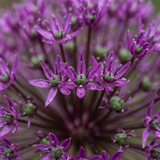 30x Allium Miami - Sierui - Paars - Zomerbloeier - Bolmaat 10/+