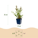 Green boutiQ - Vasteplant - Gaura lindh. Rosyjane - Prachtkaars - Bijen- en vlinderlokkers - Roze - 1 Plant - Pot 11cm - Hoogte 15-25cm