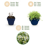 Green boutiQ - Vasteplant - Thymus praecox Albiflorus - Witte kruiptijm - Geurend - Wit - 12 Planten - Pot 11cm - Hoogte 15-25cm