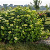 Green boutiQ - Tuinplant - Hydrangea arborescens FlowerWOW - Hortensia - Winterhard - Wit - 1 Plant - Pot 14cm - Hoogte Hoogte 20-30cm