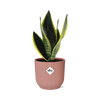 Sansevieria Futura Superba in ELHO Vibes Fold 14cm roze