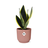 Sansevieria Futura Superba in ELHO Vibes Fold 14cm roze