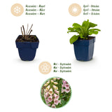Green boutiQ - Vasteplant - Digitalis purp. Gloxiniiflora - Vingerhoedskruid - Schaduw - Wit-Roze - 12 Planten - Pot 11cm - Hoogte 15-25cm